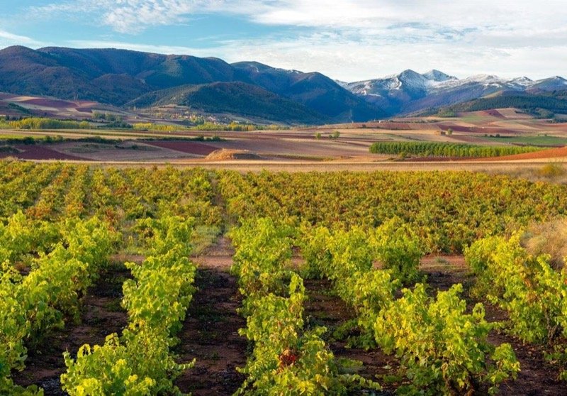 Viñedos de La Rioja con la sierra al fondo